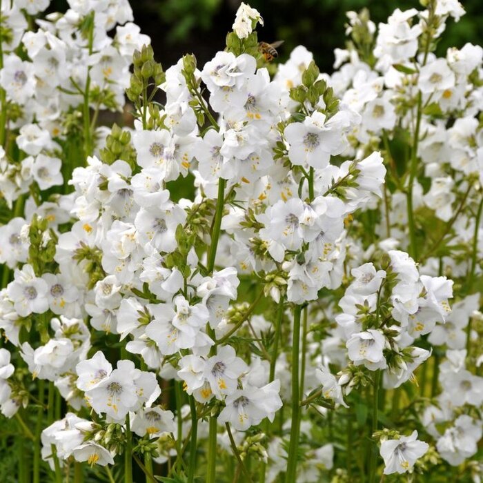 Jacobsladder - Polemonium caeruleum 'Album'