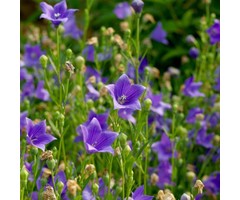 Ballonbloem - Platycodon grandiflorus ‘Mariesii’