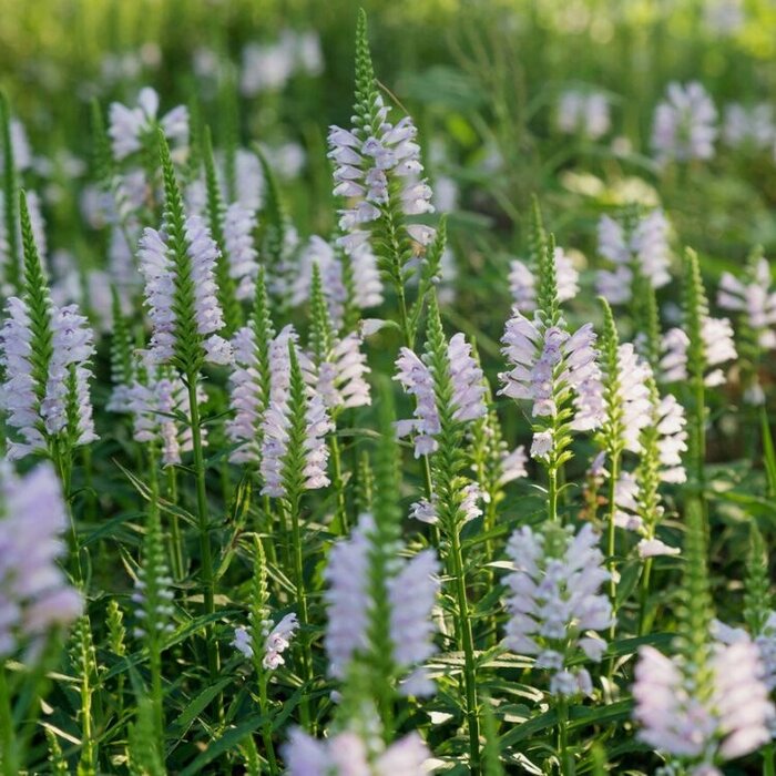 Scharnierplant - Physostegia virginiana 'Summer Snow'