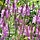 Scharnierplant - Physostegia virginiana 'Bouquet Rose'