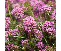 Crucianella - Phuopsis stylosa