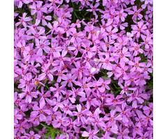 Kruipphlox - Phlox subulata 'Zwergenteppich'