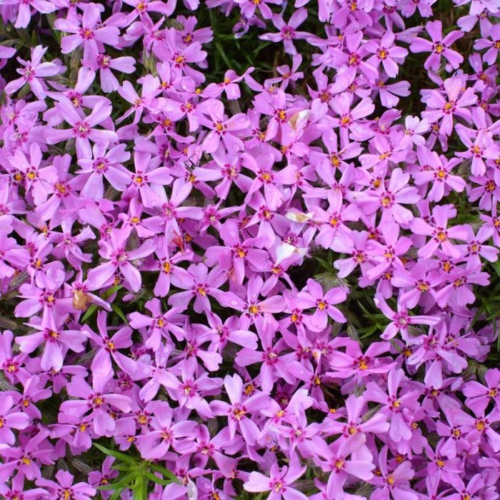 Kruipphlox - Phlox subulata 'Zwergenteppich'
