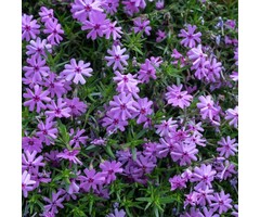 Kruipphlox - Phlox subulata 'Purple Beauty'