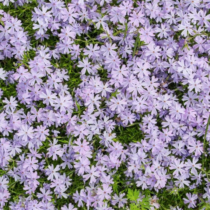 Kruipphlox - Phlox subulata 'Emerald Cushion Blue'