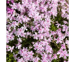 Kruipphlox - Phlox subulata 'Candy Stripes'