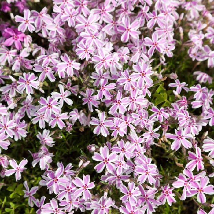 Kruipphlox - Phlox subulata 'Candy Stripes'