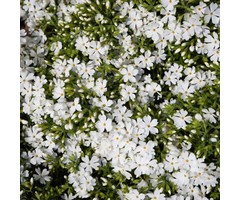 Kruipphlox - Phlox subulata 'Calvides White'