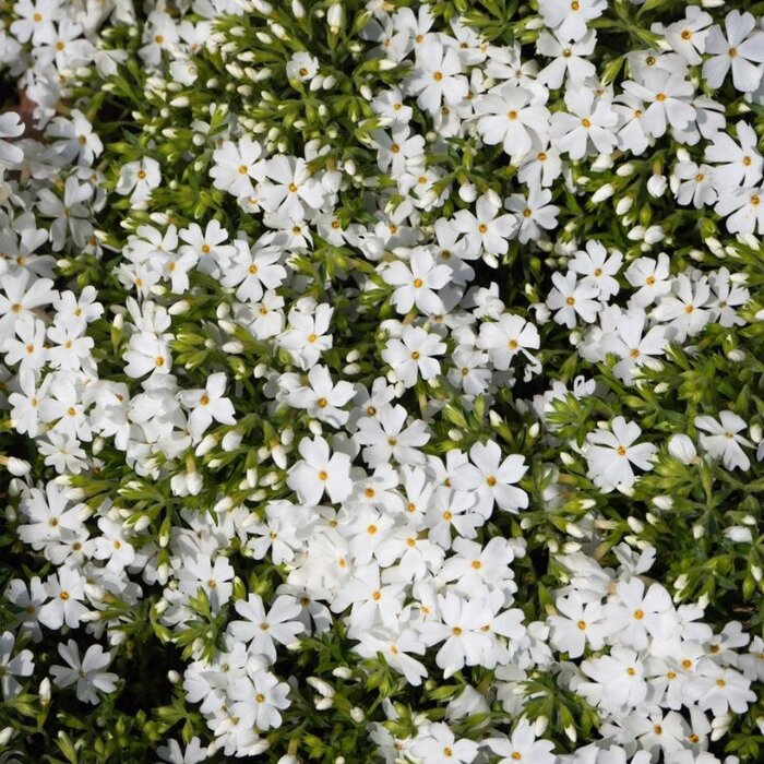Kruipphlox - Phlox subulata 'Calvides White'
