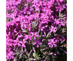 Kruipphlox - Phlox subulata 'Atropurpurea'