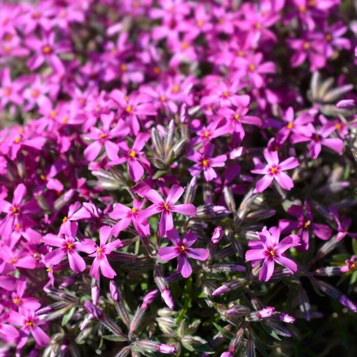 Kruipphlox - Phlox subulata 'Atropurpurea'