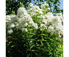 Vlambloem - Phlox paniculata 'White Admiral'