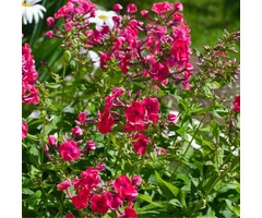 Vlambloem - Phlox paniculata 'Starfire'
