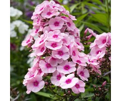 Vlambloem - Phlox paniculata 'Bright Eyes'