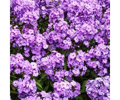 Vlambloem - Phlox paniculata 'Blue Paradise'