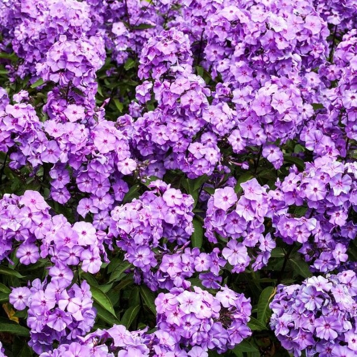 Vlambloem - Phlox paniculata 'Blue Paradise'