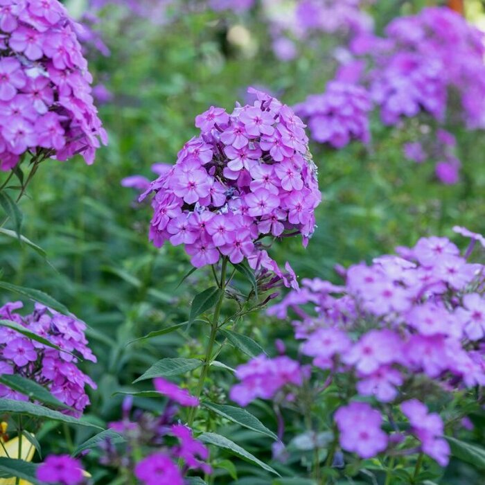 Vlambloem - Phlox paniculata 'Amethyst'