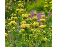 Brandkruid - Phlomis russeliana