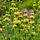 Brandkruid - Phlomis russeliana