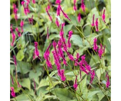 Duizendknoop - Persicaria amplexicaulis 'Speciosa'