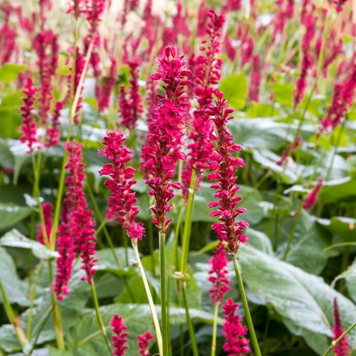 Duizendknoop - Persicaria amplexicaulis 'Speciosa'