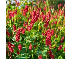 Duizendknoop - Persicaria amplexicaulis J.S 'Delgado Macho''