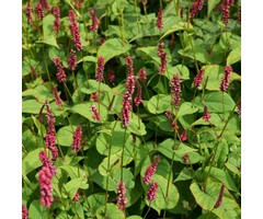 Duizendknoop - Persicaria amplexicaulis 'Blackfield'