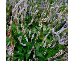 Duizendknoop - Persicaria amplexicaulis 'Alba'