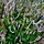 Duizendknoop - Persicaria amplexicaulis 'Alba'