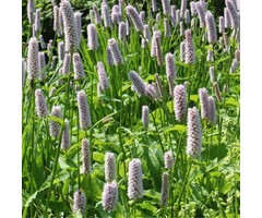Adderwortel - Persicaria bistorta 'Superba'