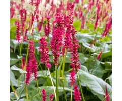 Adderwortel - Persicaria affinis 'Darjeeling Red'