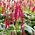 Adderwortel - Persicaria affinis 'Darjeeling Red'
