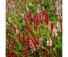 Duizendknoop - Persicaria affinis ‘Superba’