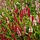 Duizendknoop - Persicaria affinis ‘Superba’