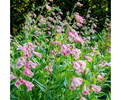 Schildpadbloem - Penstemon 'Apple Blossom'