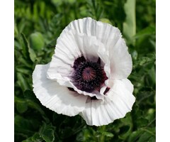 Oosterse klaproos - Papaver orientale 'Perry's White'