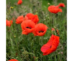 Oosterse klaproos - Papaver orientale 'Brilliant'