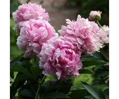 Pioenroos - Paeonia lactiflora 'Sarah Bernhardt'