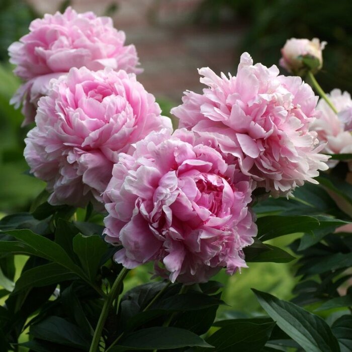 Pioenroos - Paeonia lactiflora 'Sarah Bernhardt'