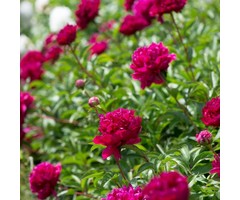 Pioenroos - Paeonia lactiflora 'Karl Rosenfield'