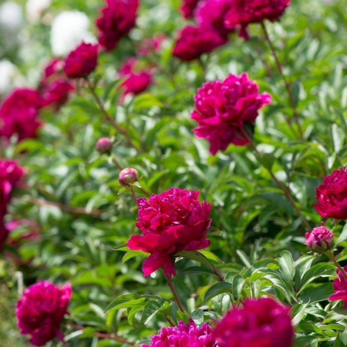 Pioenroos - Paeonia lactiflora 'Karl Rosenfield'