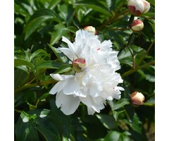 Pioenroos - Paeonia lactiflora 'Duchesse de Nemours'