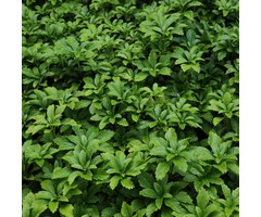 Schaduwkruid - Pachysandra terminalis