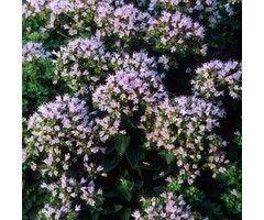 Marjolein - Origanum vulgare 'Compactum'