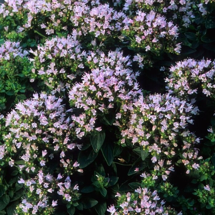 Marjolein - Origanum vulgare 'Compactum'