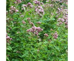 Marjolein - Origanum vulgare