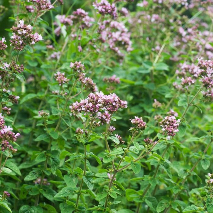 Marjolein - Origanum vulgare