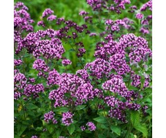 Marjolein - Origanum 'Rosenkuppel'