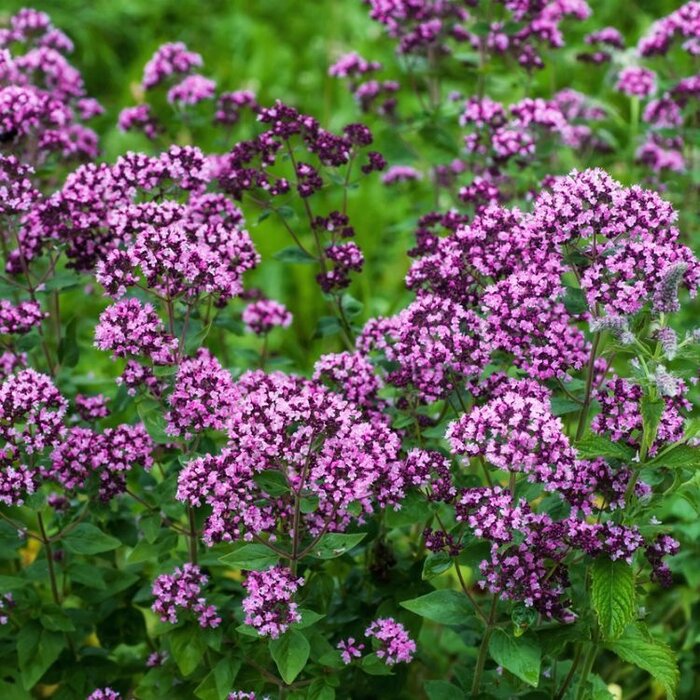 Marjolein - Origanum 'Rosenkuppel'