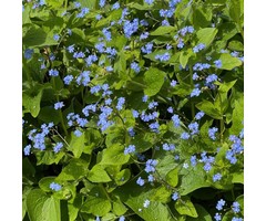 Blauwe onschuld - Omphalodes verna